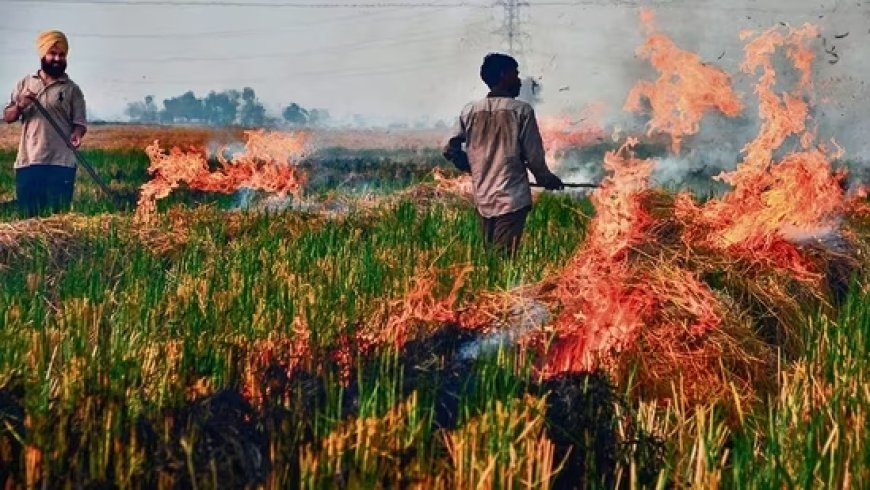 Supreme Court Urges Immediate Action to Curb Stubble Burning in Punjab