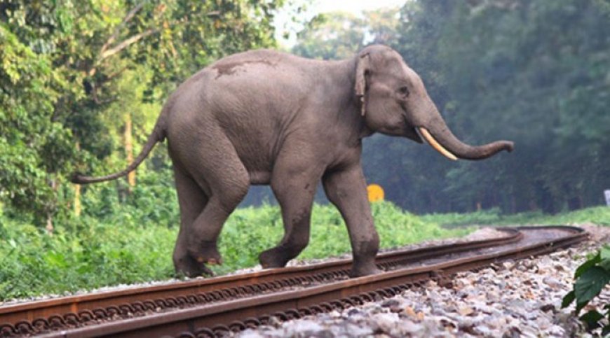 Indian Railways' 'Gajraj System': AI Surveillance to Safeguard Elephants on Railway Tracks