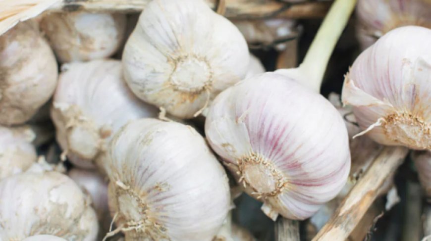 Garlic Prices Soar to ₹400/kg Amidst Dwindling Supplies